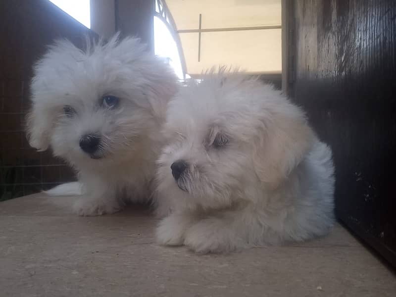 Coton De Tulear 3