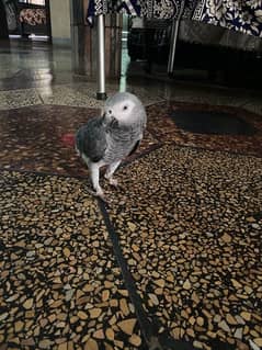 African grey breeder male 0