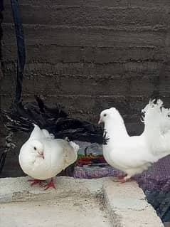 Black Tail And White Tail lakha Pair for sell 0