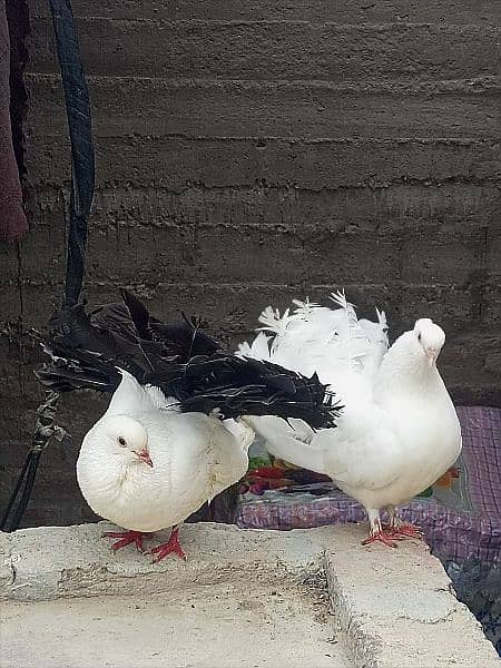 Black Tail And White Tail lakha Pair for sell 1