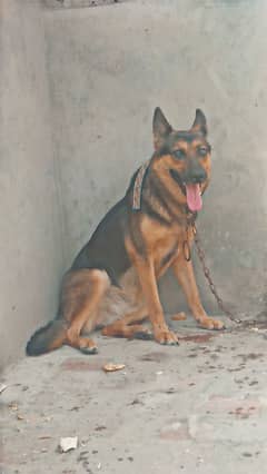 German sheperd