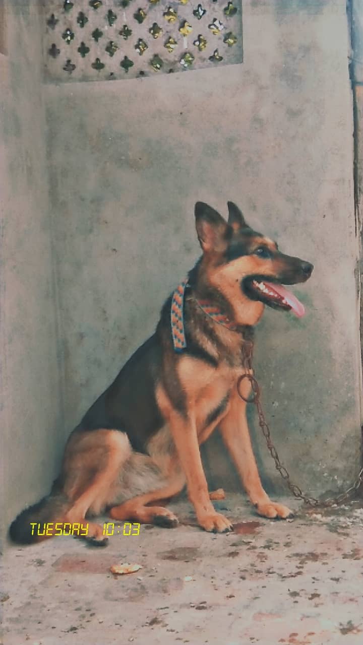 German sheperd 1