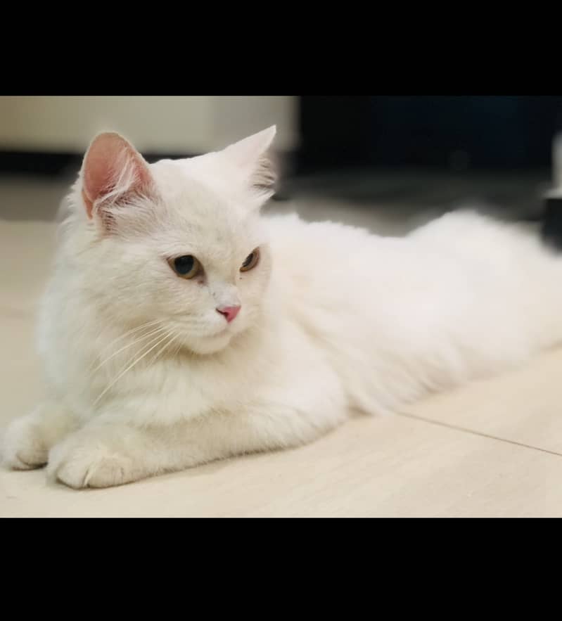 White persian cat looking for new shelter 0