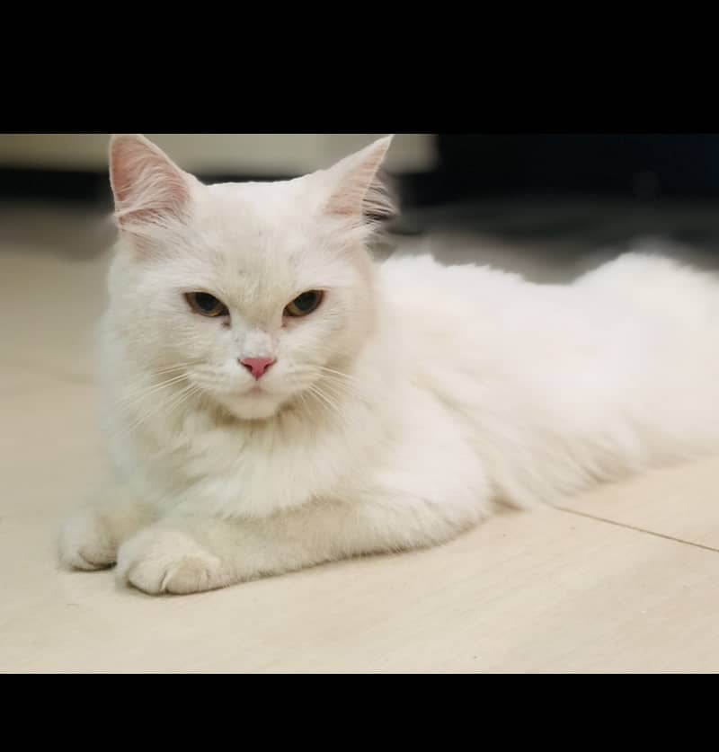 White persian cat looking for new shelter 1