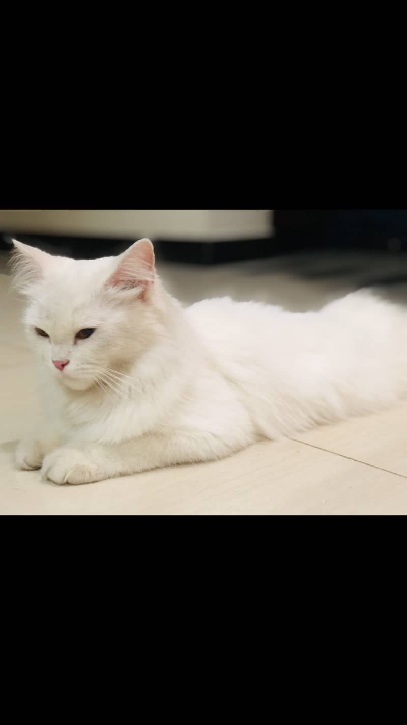 White persian cat looking for new shelter 2