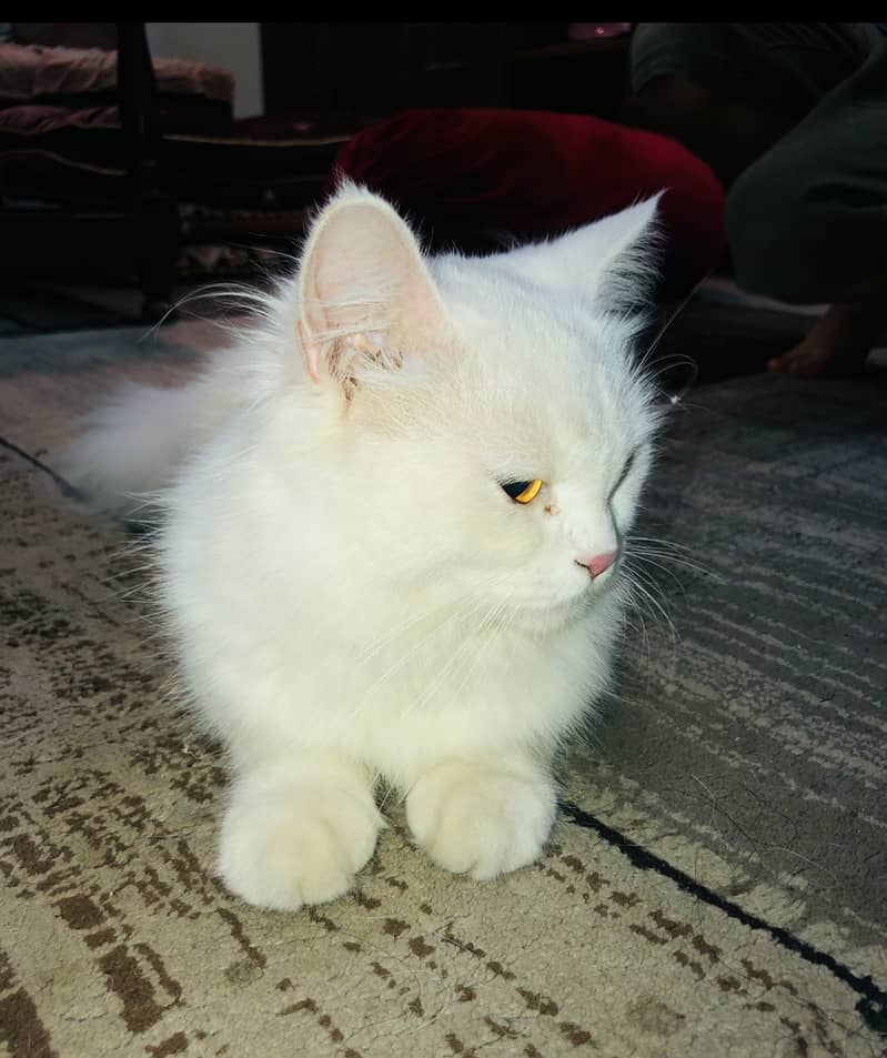 White persian cat looking for new shelter 3