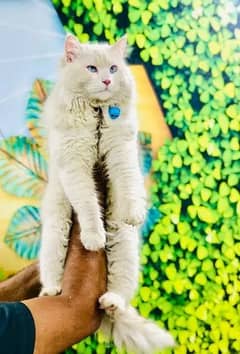 white blue eyes long coated male cat 0