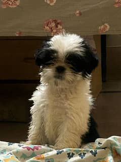 Shihtzu Male Puppy 55 Days old