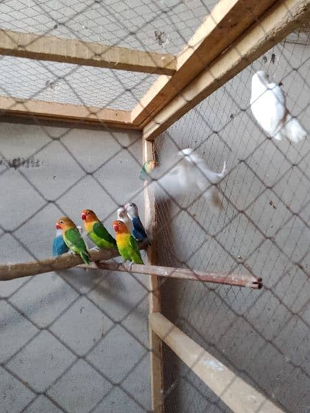 Love Bird & Cages 1