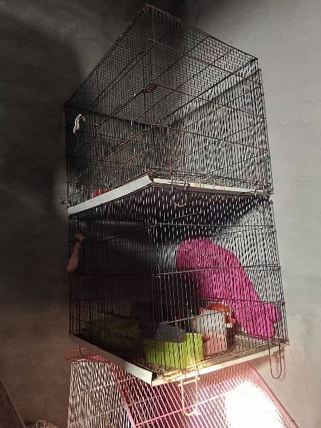 Love Bird & Cages 10
