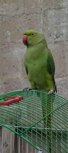 Green parrot male