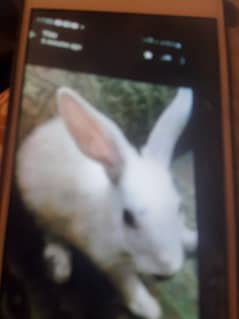 Rabbits Red eyes for sale
