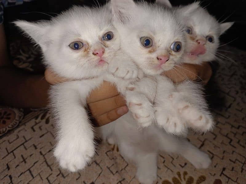 Persian Kitten Dubal coated 0