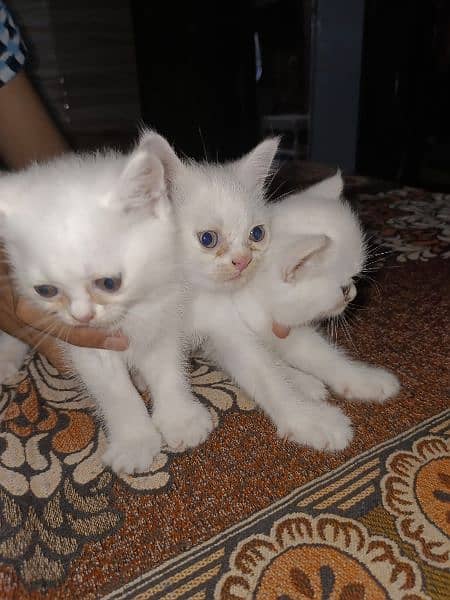 Persian Kitten Dubal coated 1