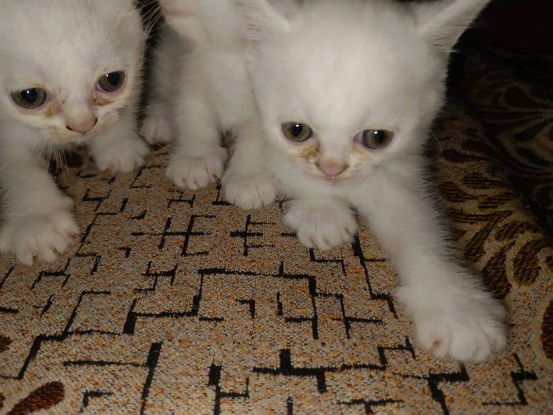 Persian Kitten Dubal coated 2