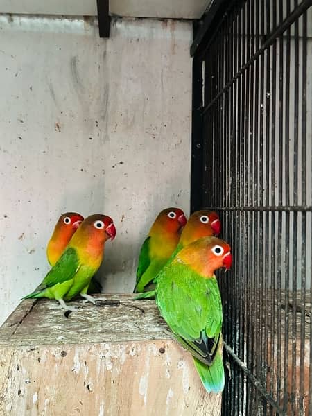 All kind of parrots are available in house 3