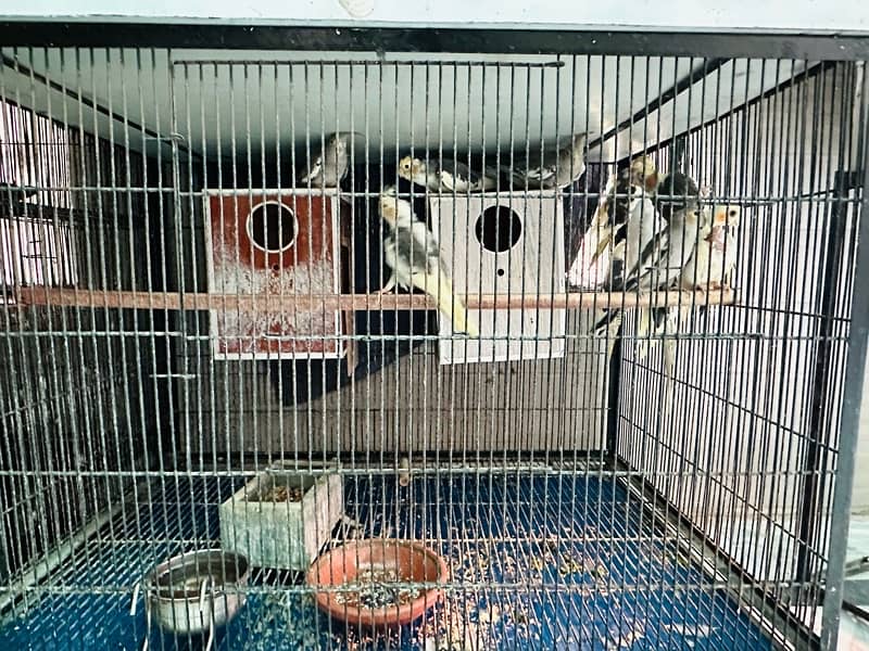 All kind of parrots are available in house 4