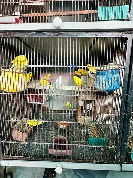 All kind of parrots are available in house 6