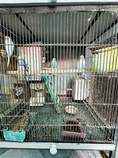 All kind of parrots are available in house 7