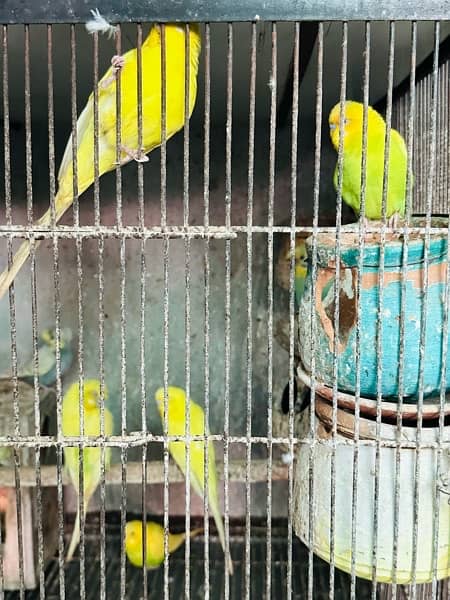 All kind of parrots are available in house 8