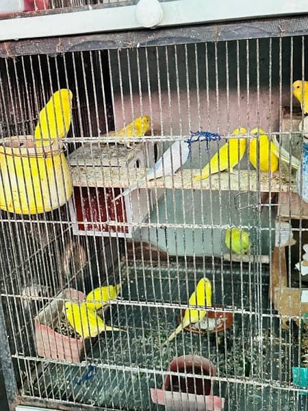 All kind of parrots are available in house 9