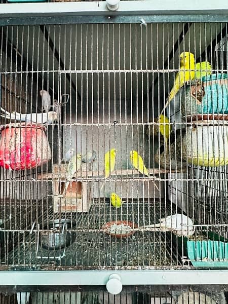 All kind of parrots are available in house 10