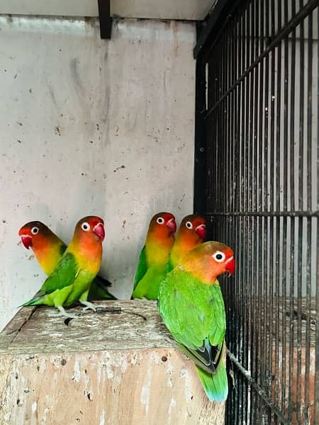 All kind of parrots are available in house 11