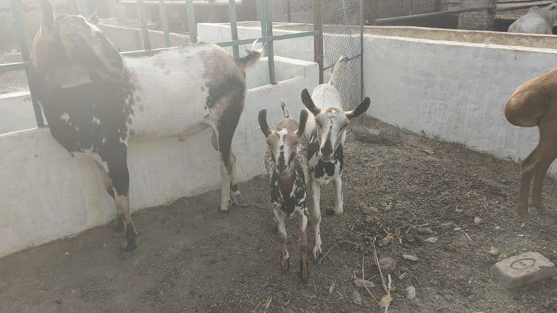 Barbari galmori male and female 7