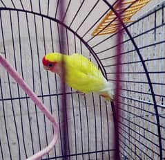 Green Ring neck and lovebird lotino. . 6000/_ for both