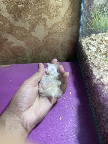 white hamster 1