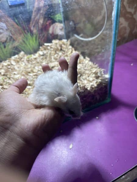 white hamster 2