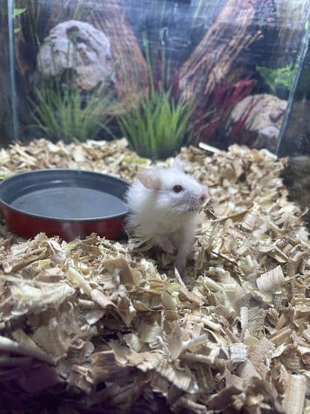 white hamster 5