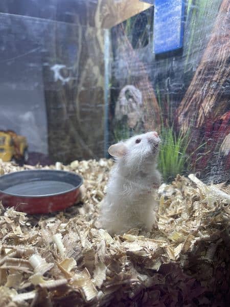 white hamster 7