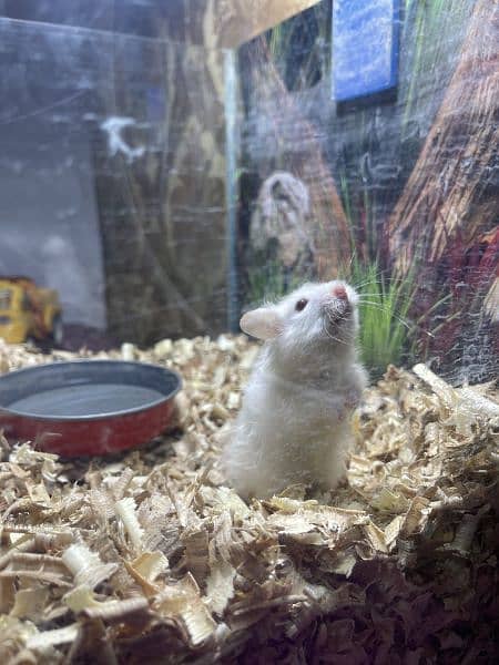white hamster 8