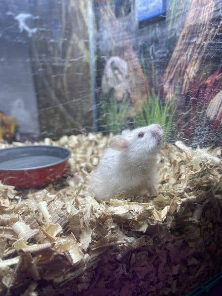 white hamster 9