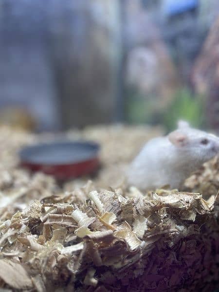 white hamster 10