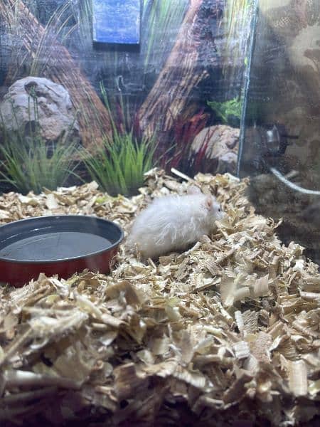 white hamster 14
