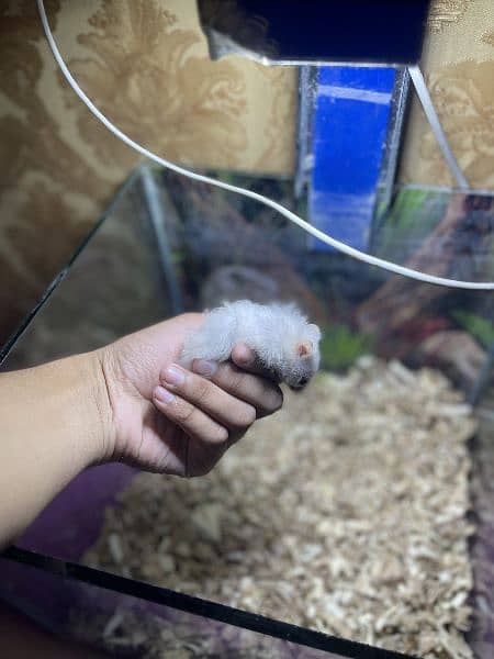 white hamster 16