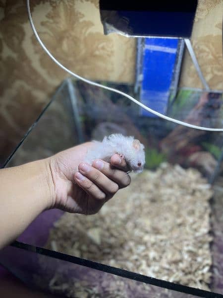 white hamster 17