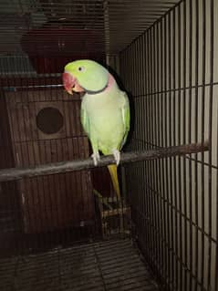 100% breeder Pair ha 03208650632