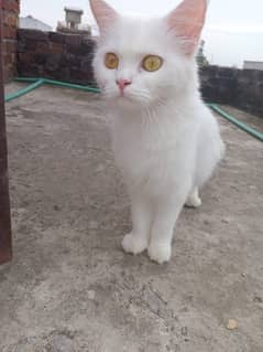 Russian Cat For Urgent SALE. . .