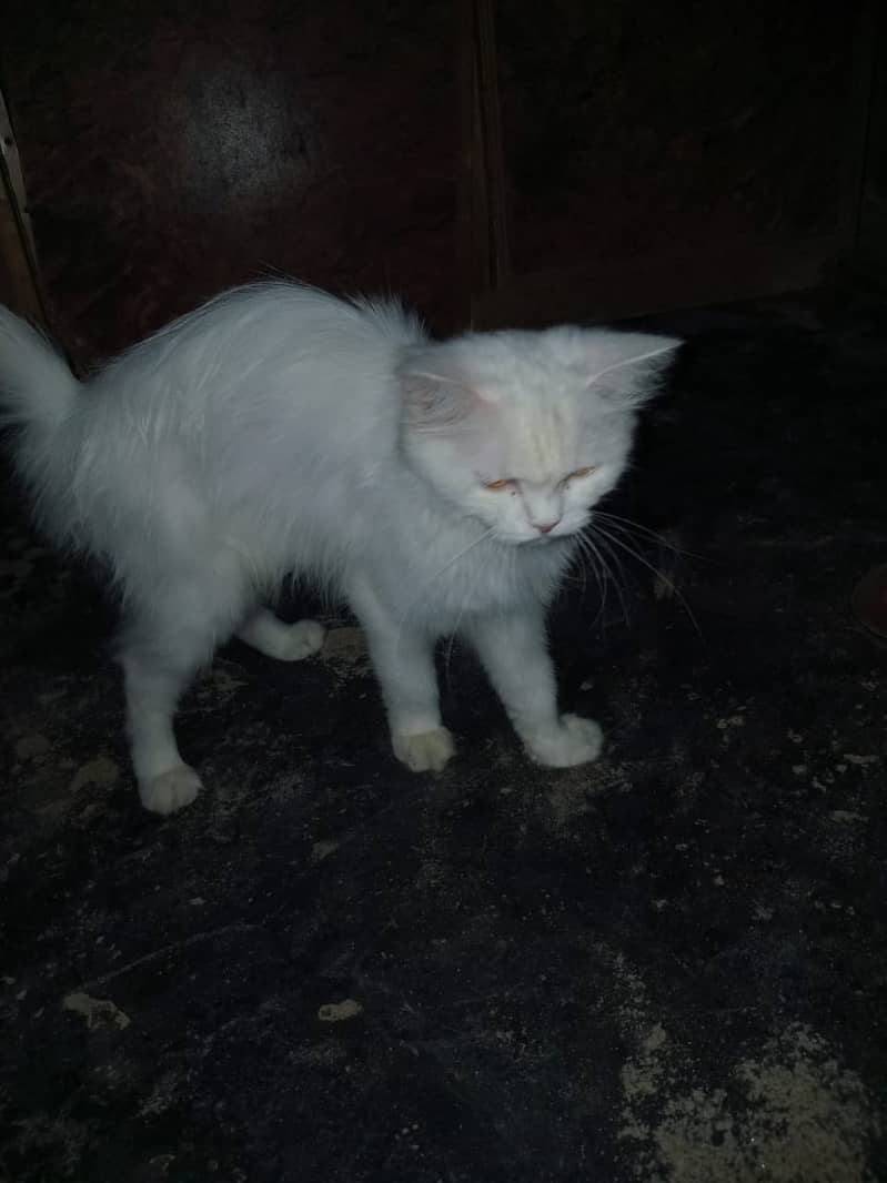 Russian Cat For Urgent SALE. . . 6