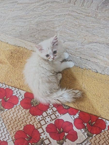 Male Kitten 6