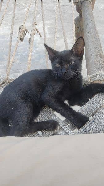 fully black cat 0