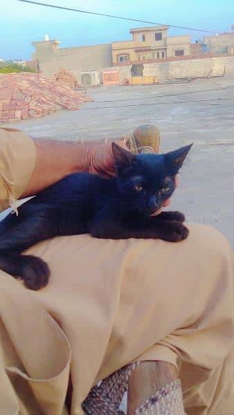 fully black cat 2