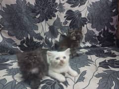 3 Persian kittens / triple coat / kittens / cat for sale