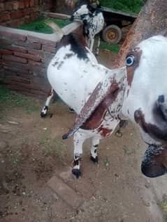 Desi bakri