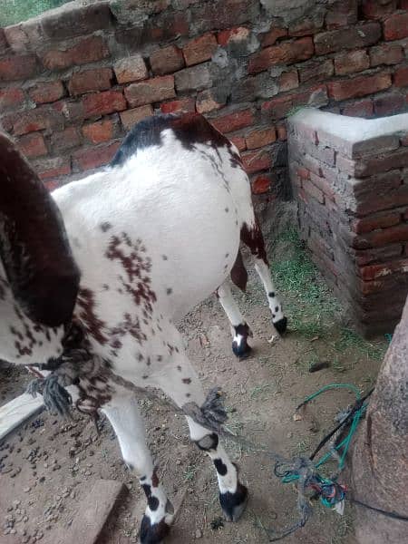 Desi bakri 1