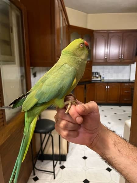 INDIAN RINGNECK PARROT PAIR WITH CAGE 0