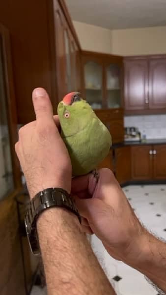 INDIAN RINGNECK PARROT PAIR WITH CAGE 1